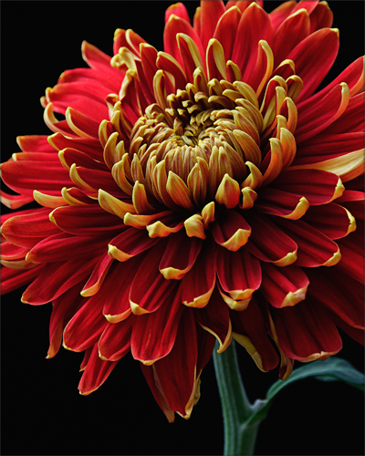 Chrysanthemum Autumn chrysanthemum