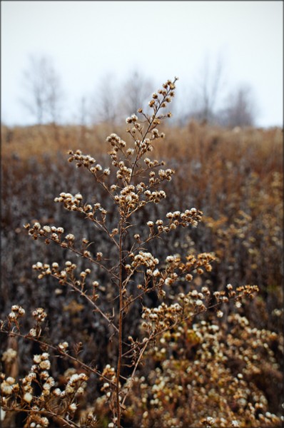 Autumn Meadow ©2009 by April Siegfried