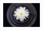 Chrysanthemum №1 ©2008 by April Siegfried “Chrysanthemum №1”