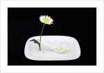 Daisy ©2008 by April Siegfried “Daisy”