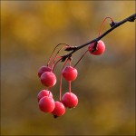 Low-Hanging Fruit