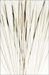 Cattails