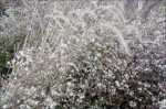 Presage of Snow