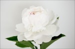 Peony №1