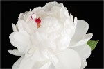 Peony №2