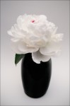 Peony №3