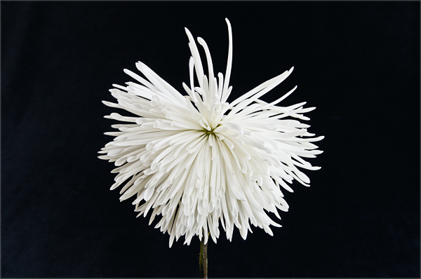 A bedraggled white chrysanthemum.