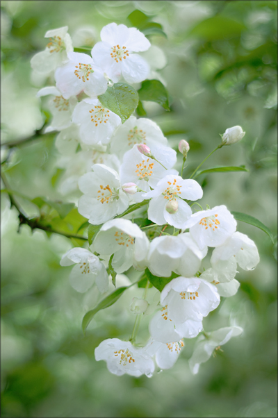 A spray of white crabapples blossoms in the shape of an "s".