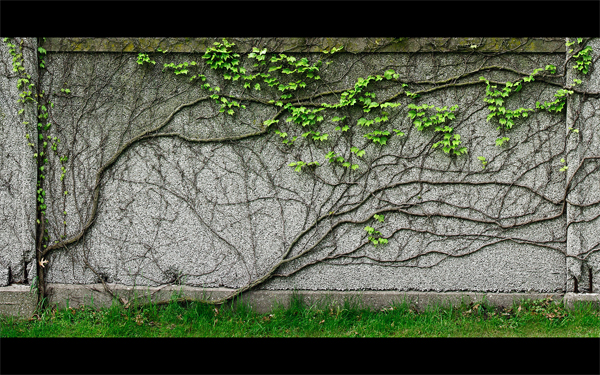 Detail of an ivy tree panorama.