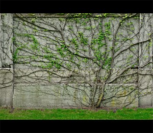 Detail of an ivy tree panorama.