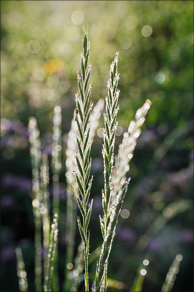 Dew-drenched grasses in morning sunlight.