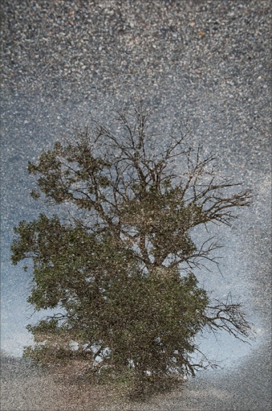 Reflection of a tree in a puddle on asphalt.