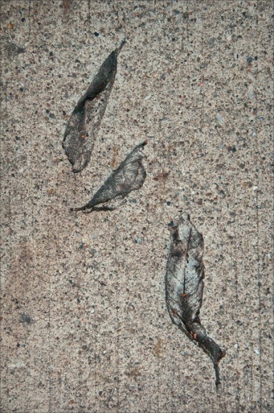 Impressions of fallen leaves in a concrete sidewalk