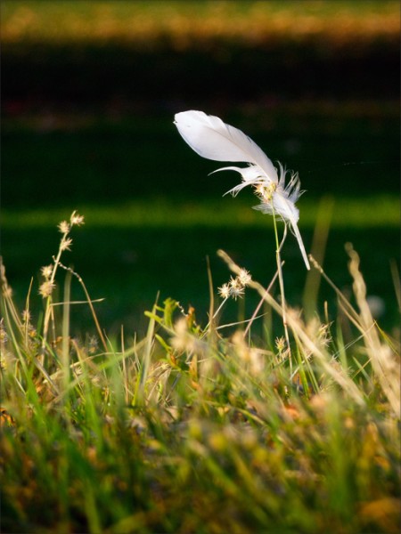 A single white feather suspended among autumn grasses.