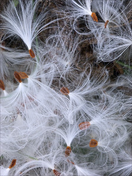 Arching milkweed tufts artfully arranged on the ground.