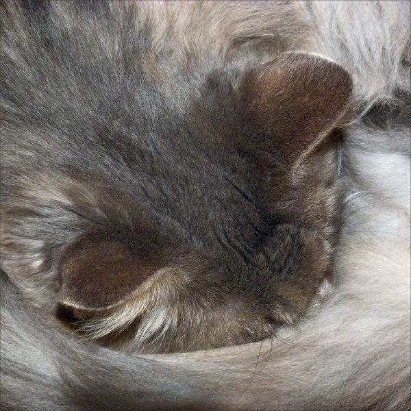 A long-haired cat napping with her tail wrapped around her nose.