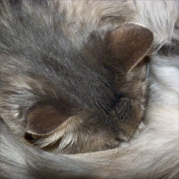 A long-haired cat napping with her tail wrapped around her nose.