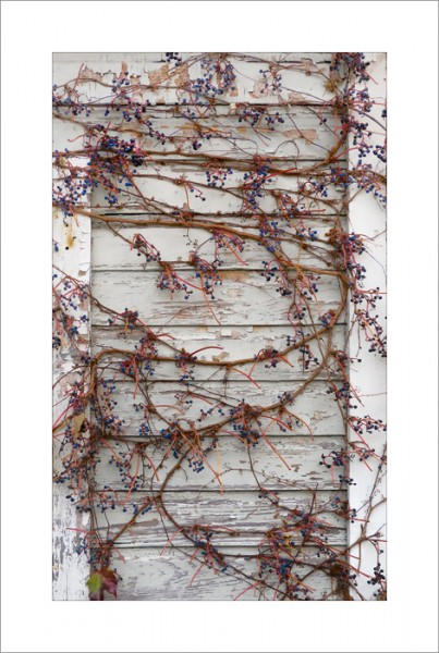 An old vine with grapes in autumn draped against a weathered door.