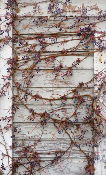 An old vine with grapes in autumn draped against a weathered door.