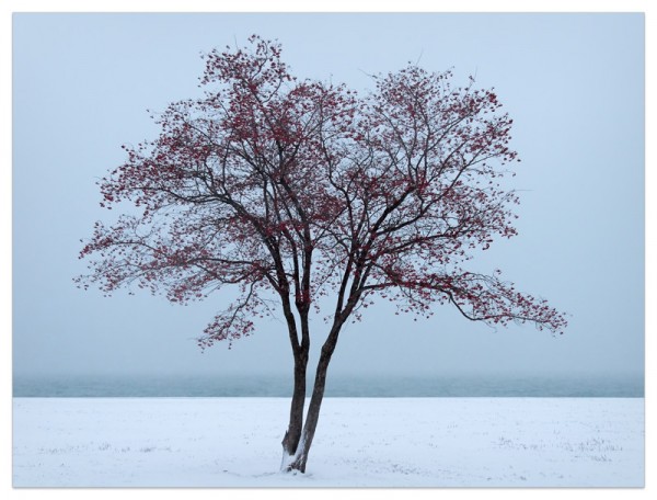 A crabapple tree laden with fruit after a snowfall on the shore of Lake Michigan.