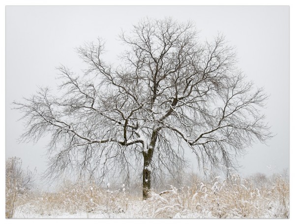 A barren tree in a field after winter's first snow.