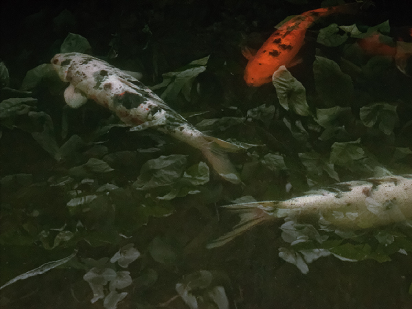 three carp swimming in a dark pool