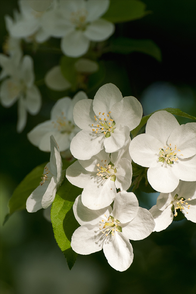 Crabapple Blossoms ©2013 by April Siegfried