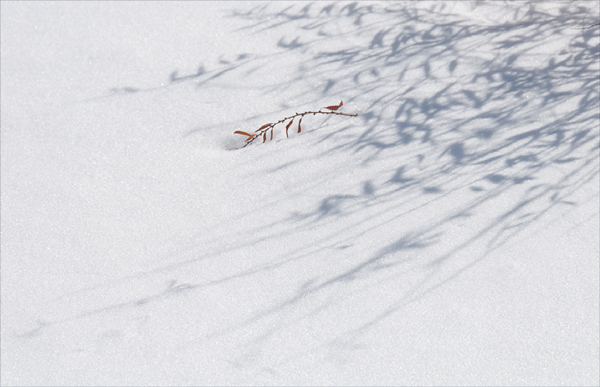 Snowbound ©2014 April Siegfried