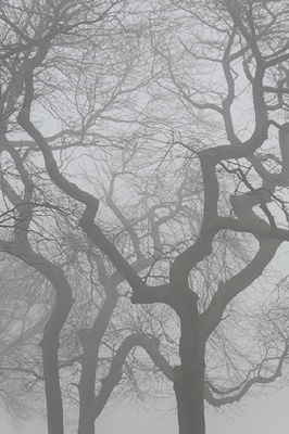 Fog №3
