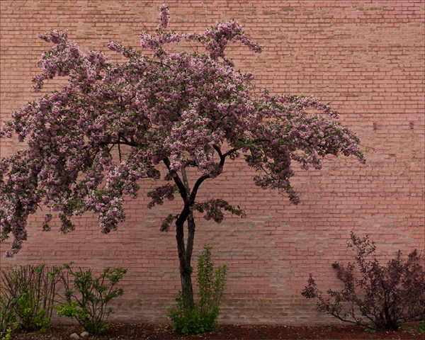 Crabapple Tree ©2014 April Siegfried